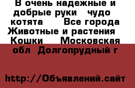 В очень надежные и добрые руки - чудо - котята!!! - Все города Животные и растения » Кошки   . Московская обл.,Долгопрудный г.